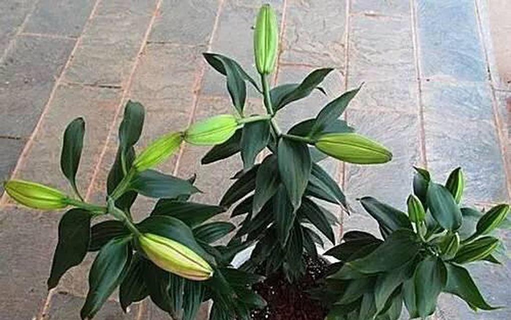 如何养护香水百合（技巧、注意事项与植物科普）