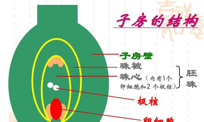 探究传粉和授精的奥秘（了解生命繁衍的关键过程）