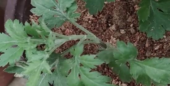 如何保护菊花度过寒冬？（菊花冬季养护技巧，让你的花儿冬季无忧）