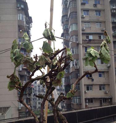 如何应对果树葡萄叶子发黄（植物生长问题解决方案）