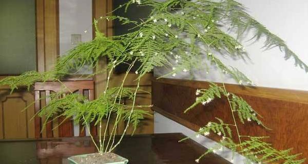 文竹叶子发黄怎么处理？（如何补救叶子发黄的文竹）
