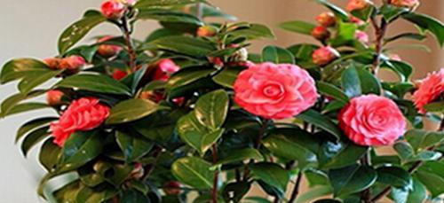 山茶花养殖技术（如何正确栽培山茶花，让它们茂盛绽放）