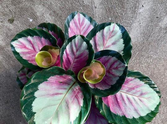 竹芋品种大全：从“白龙王”到“紫竹芋”，了解竹芋这些品种