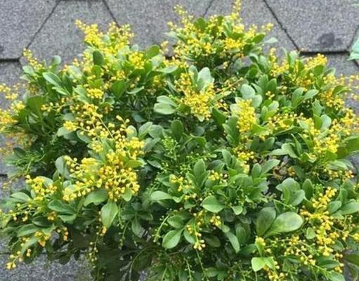 如何正确地浇水养护米兰花（米兰花浇水的注意事项和技巧）