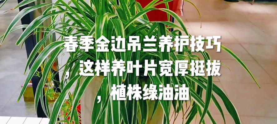 金边吊兰的养护技巧（打造健康美丽的金边吊兰）
