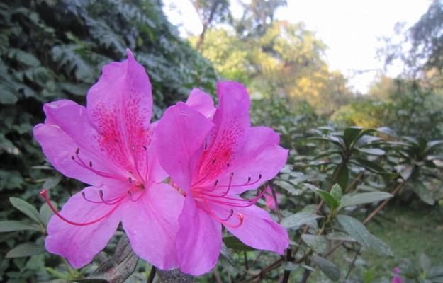 秋天的杜鹃花会掉落叶吗？（揭秘杜鹃花的落叶奥秘）