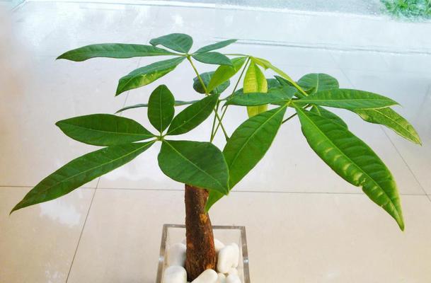 让发财树更旺盛——养护技巧大揭秘（教你从根、叶、土到施肥，全方位打造最健康的发财树）