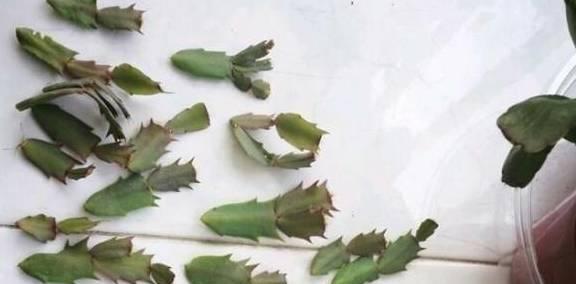 蟹脚兰的花期养殖指南（掌握关键步骤，打造迷人庭院）