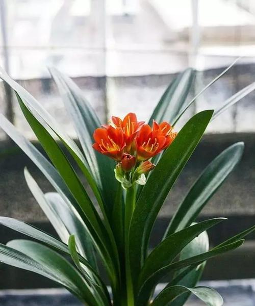 蟹脚兰的花期养殖指南（掌握关键步骤，打造迷人庭院）