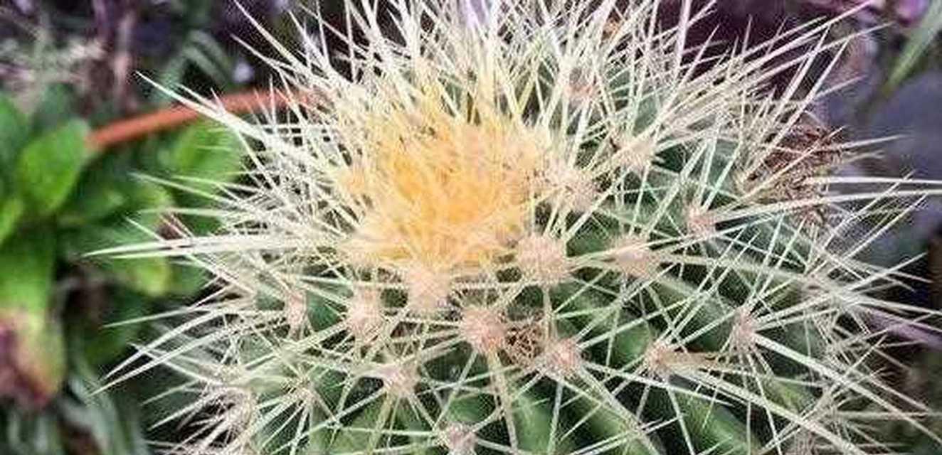 仙人球花的养护方法（打造美丽独特的多肉植物世界）