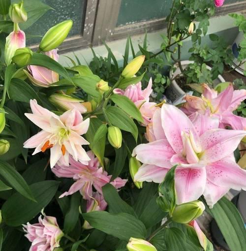如何种植百合花（百合花的栽培方法及注意事项）