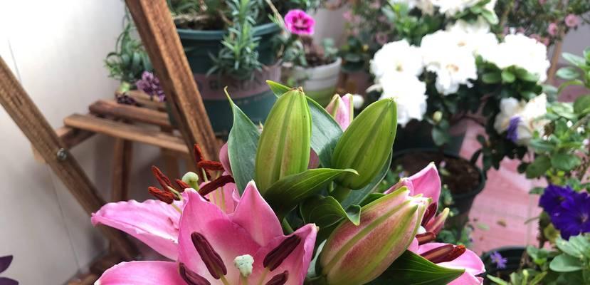如何种植百合花（百合花的栽培方法及注意事项）