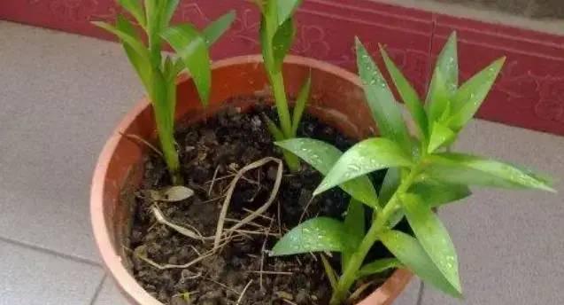 如何种植百合花（百合花的栽培方法及注意事项）