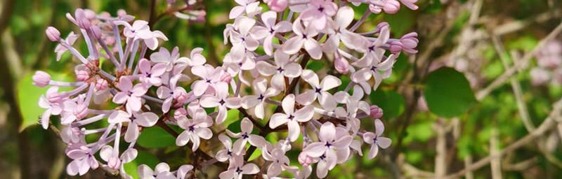 丁香花的花语与寓意（探寻丁香花的美好内涵）
