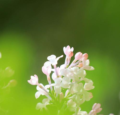 丁香花的花语与寓意（探寻丁香花的美好内涵）
