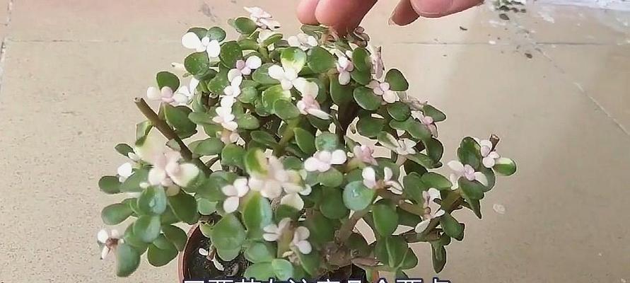 如何养护金枝玉叶花？（金枝玉叶花的养殖方法和注意事项）