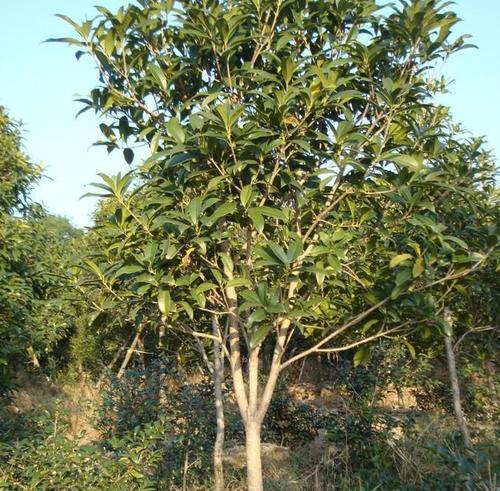 栽培与管理桂花树（品质佳，香气浓——桂花树的种植技巧与护理方法）