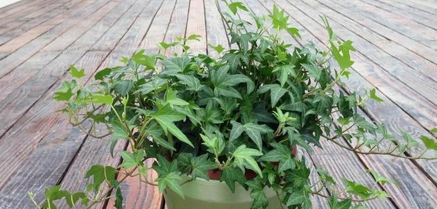 常青藤的养殖与护理（打造绿色空气净化好帮手）