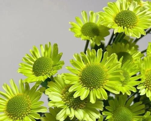 小雏菊的养护秘籍（打造清新浪漫花园，从小雏菊开始）