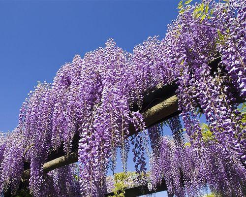 紫藤树（欣赏自然风景的同时，也为自己的健康着想）