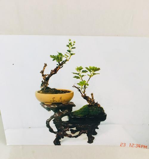 小菊盆景的养护与美化（小菊盆景的养植方法详解）