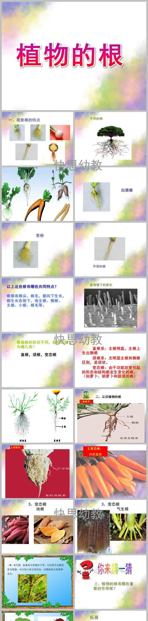 须根系的植物（揭秘须根系的神奇之处）