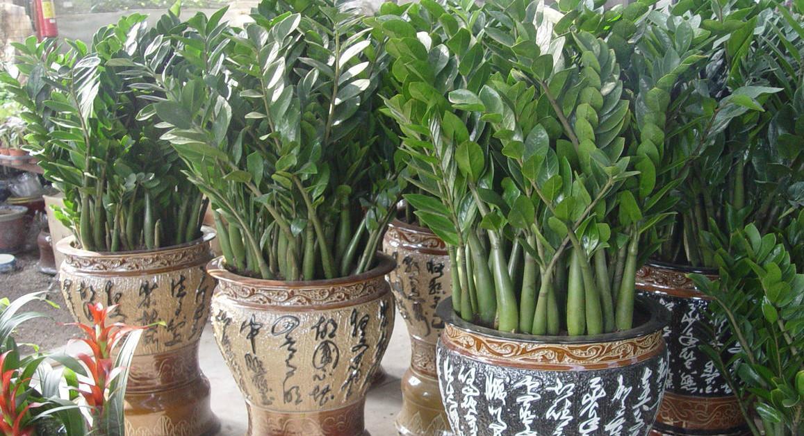金钱树怎么养？教你正确浇水！（让你的金钱树长得更茂盛，生长更健康）