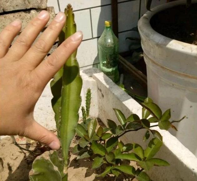 如何插条种植火龙果（火龙果种植方法详解，让你轻松掌握）