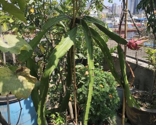 如何插条种植火龙果（火龙果种植方法详解，让你轻松掌握）