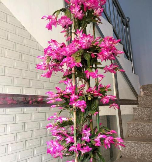 芦荟能嫁接蟹爪兰——打破植物之间的种族隔离（走进神奇的植物世界，芦草与蟹爪兰的“亲密接触”）