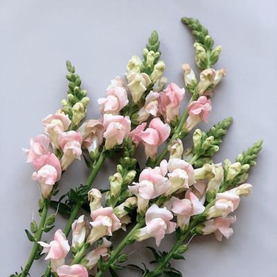 金鱼草的花期和生长习性剖析（了解金鱼草的花期和生长习性，助你养护得当）