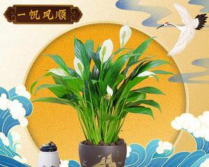 从一帆风顺到土栽为水养，揭秘植物养护的变革（水养植物，让生命更健康；一帆风顺，害死一大片绿色。）