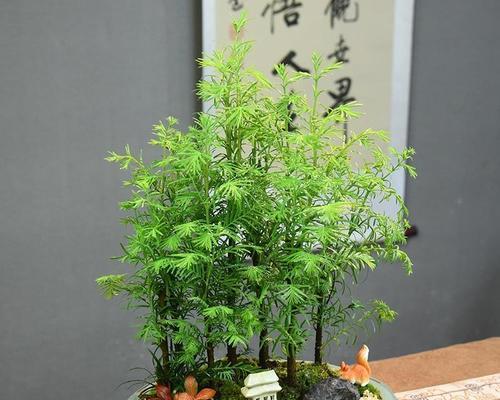 打造精致水杉盆景（修剪技巧与注意事项）