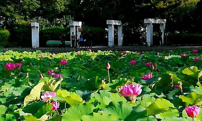盛夏时节的莲花开放时光（探秘莲花开放的奥秘）