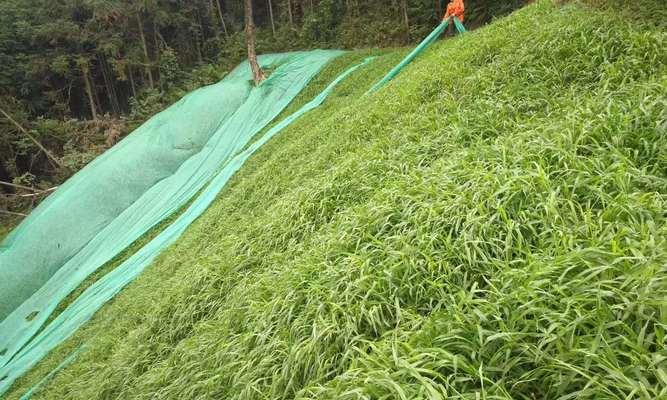从选购到种植，打造美丽花园的种草籽使用指南（全面了解种草籽，让你的花园更加美丽多彩）
