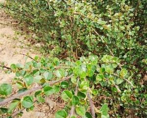 《平枝荀子》之观赏价值（中国传统文化的珍贵遗产——以平枝荀子为例）