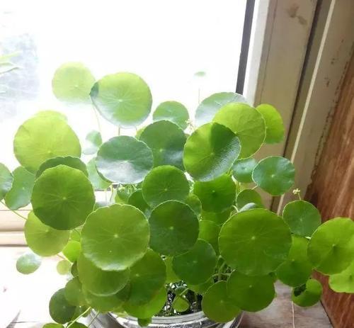 长期养殖的水培植物（探索适合长时间生长在水中的植物种类）
