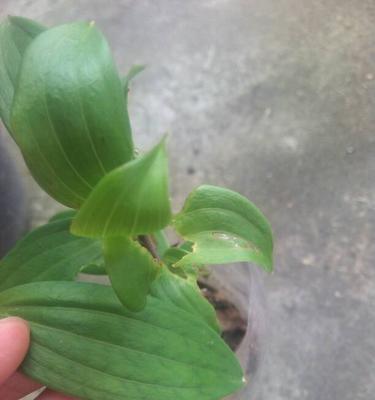 百合花长虫了怎么办?详细解决方案(从虫害类型、防治方法到日常养护,你需要知道的一切)