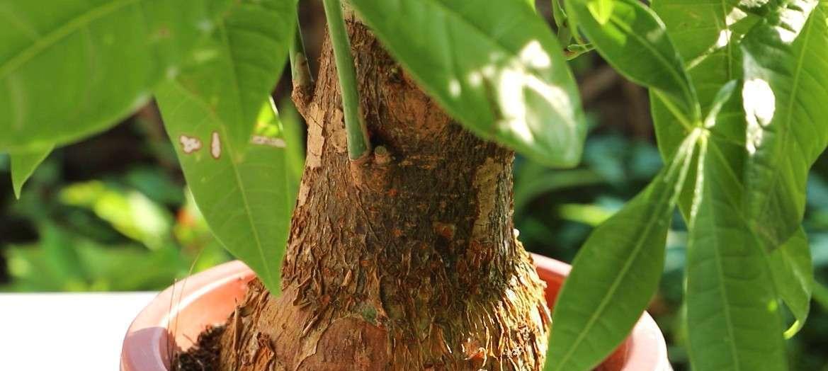 发财树缺肥的症状及解决方法(从叶子到根系,全方位了解发财树缺肥的表现与治理)