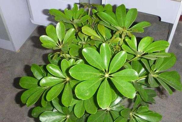养不死的盆栽植物——打造“活化石”般的家居绿色（只需掌握这些，让你远离“养死”的尴尬！）