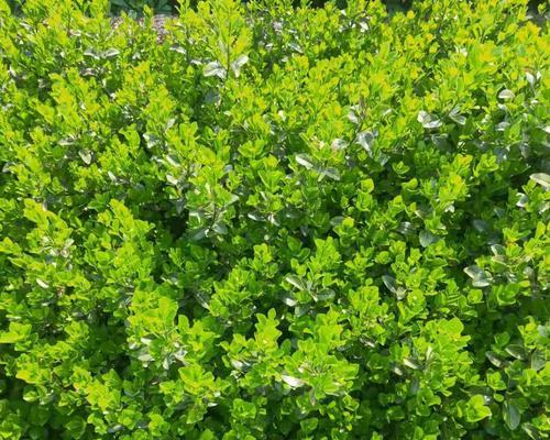 认识卫矛——一种美丽而有用的园林植物（探究卫矛的生长习性、美学价值及其应用前景）