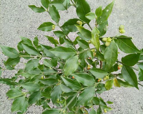 认识卫矛——一种美丽而有用的园林植物（探究卫矛的生长习性、美学价值及其应用前景）