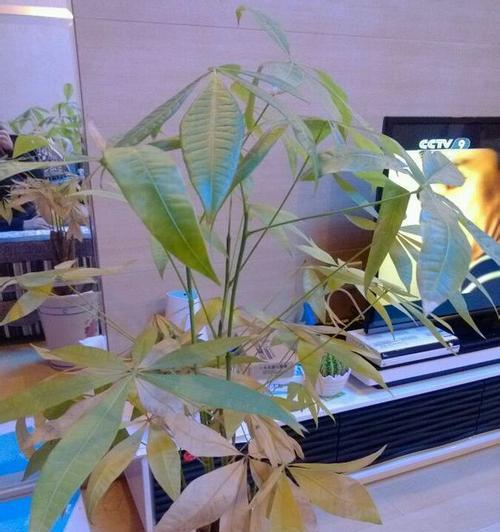 怎样让家里的发财树重新繁茂？（解决发财树叶子发黄的问题，家居园艺知识大公开！）