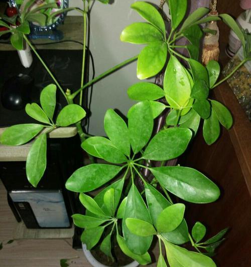 怎样让家里的发财树重新繁茂？（解决发财树叶子发黄的问题，家居园艺知识大公开！）