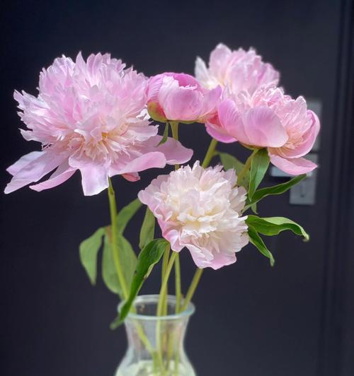芍药养护指南(打造美丽芍药园,让芍药盛开不停)