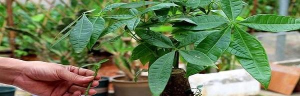 发财树的简单种植方法（轻松种出健康的发财树，只需一些小技巧）