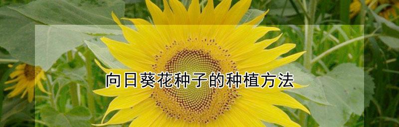 轻松种植太阳花籽（从萌芽到开花，全方位指导）