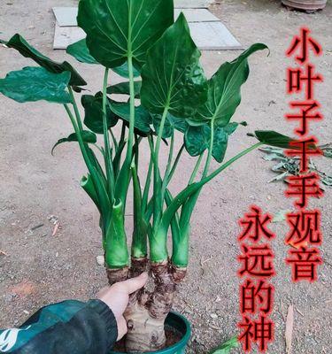 掌握滴水观音水培技巧，轻松打造清新水景（水培滴水观音，让家里多一份绿意与生命力）