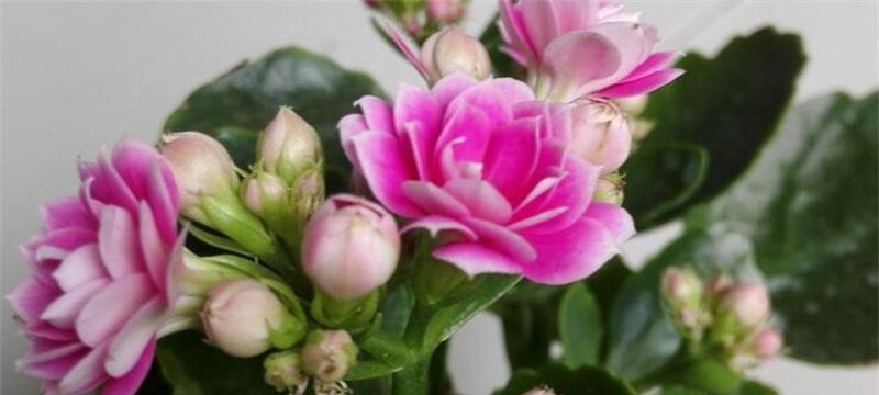 水培长寿花的养殖全攻略（水培长寿花的种植技巧和注意事项）