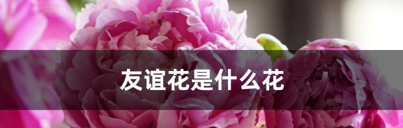 花语中的友谊（探寻象征友谊的花的含义与传说）